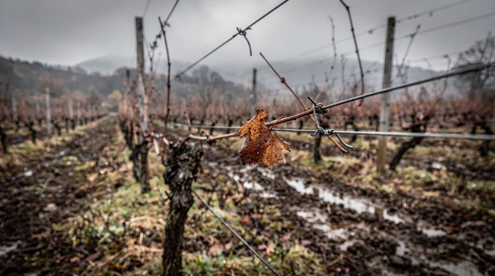 Georgia out of season: November and February