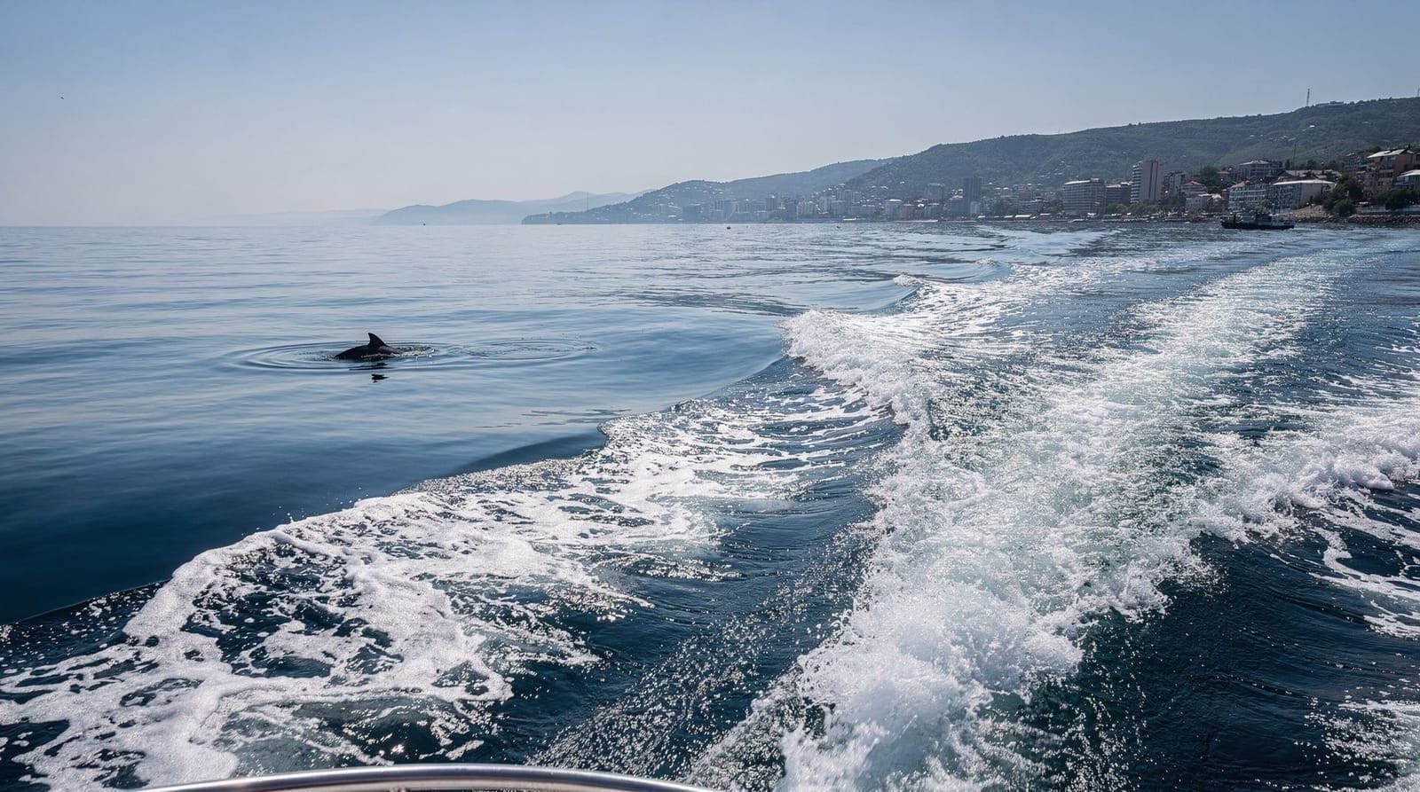 Boat trips and dolphin watching from Batumi