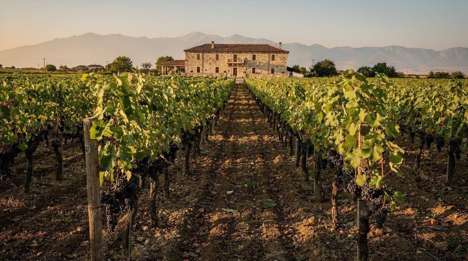 Georgian wine explained: qvevri, saperavi and Kakheti's wineries