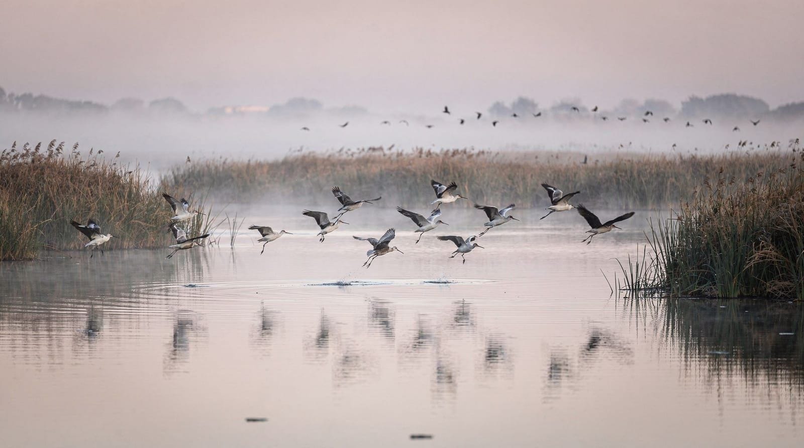 Birdwatching at Kolkheti National Park