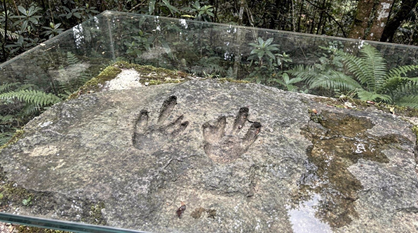 Sataplia: dinosaur footprints and a glass walkway
